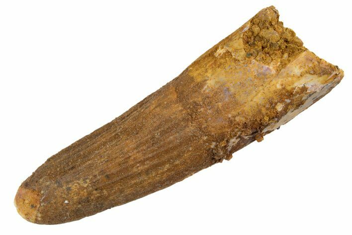 Juvenile Fossil Spinosaurus Tooth - Feeding Worn Tip #345889